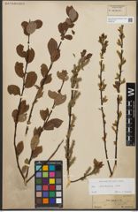 Foto von Salix starkeana Willd.